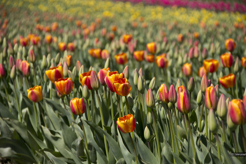 Name:  OrangeTulipBuds.jpg
Views: 39
Size:  236.2 KB