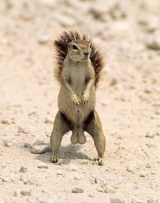 Name:  FarkSquirrel.jpg
Views: 19
Size:  26.5 KB