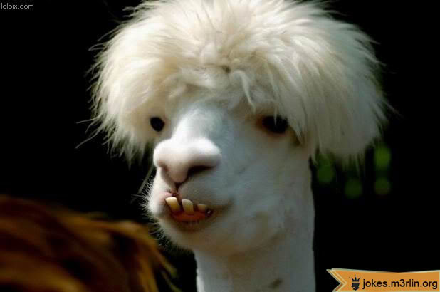 Name:  000840-ugly-teeth-llama-animal-f-1.jpg
Views: 38
Size:  28.8 KB